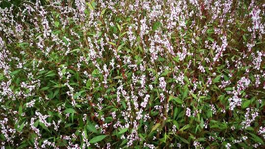 实拍野花野草绿色植物