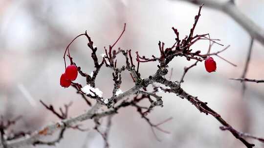 冬天雪花飘飞积雪到光秃秃的树枝上