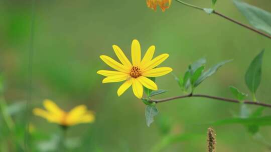 一朵在微风中飘扬的小黄花
