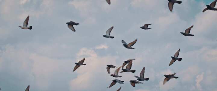 视频素材4k-飞鸟在天空翱翔鸟群