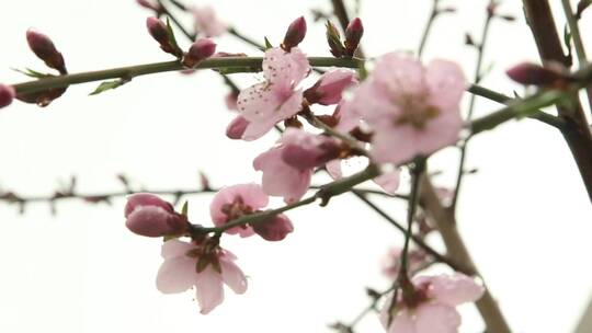 粉红色的花特写视频素材模板下载