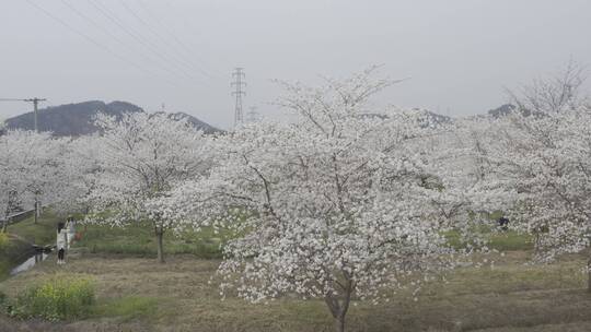 樱花花开春天