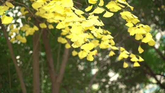 银杏 银杏树 白果 公孙树 棵子植物