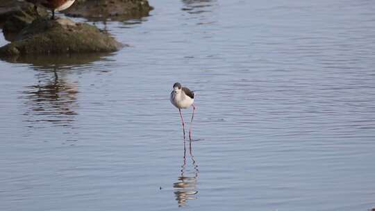 黑翅长脚鹬在深圳湾公园滩涂觅食