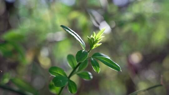 春天发芽的迎春花