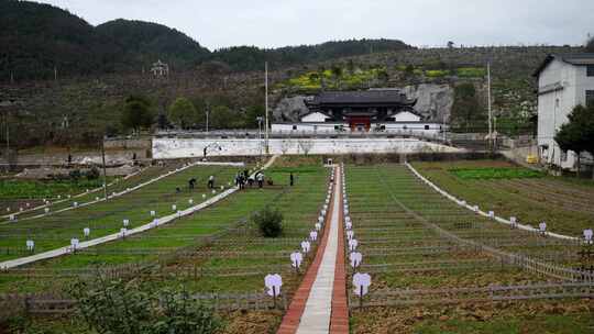 劳动空镜刨土锄地农场工人耕作劳作翻土