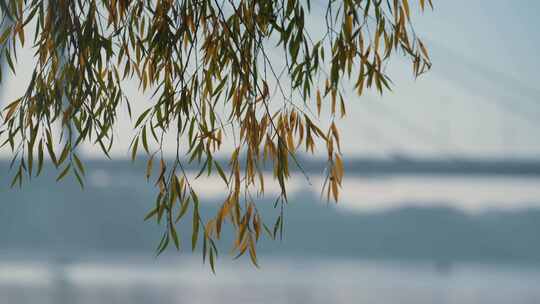 树枝，树叶，河流，桥梁