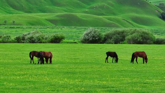 草原天然牧场马群