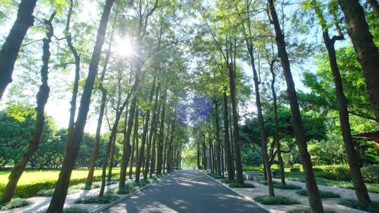 植物园公园树荫林荫大道林间小路观光步道