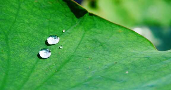 雨后荷叶上的露水珠