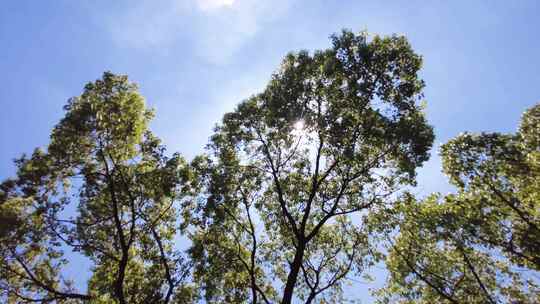 夏天阳光穿过树林树叶子自然风景视频素材