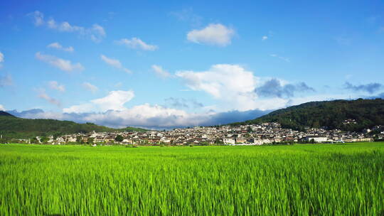 夏天和顺古镇前的绿色稻田视频素材模板下载