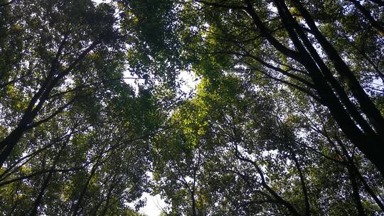 茂密绿色植物夏日清凉