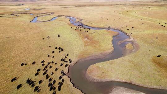 秋天四川红原草地上的牦牛群在河边吃草