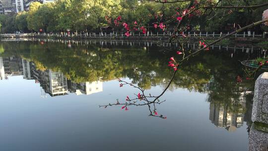 春天海棠花树