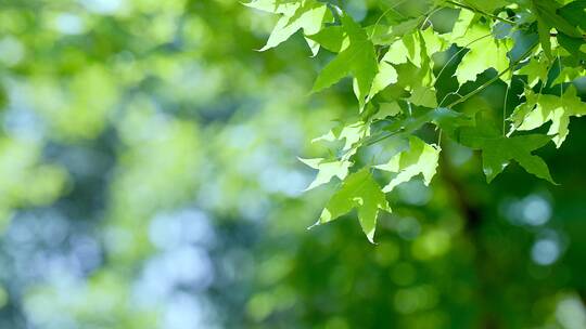 夏季阳光下茂盛的树叶视频素材模板下载
