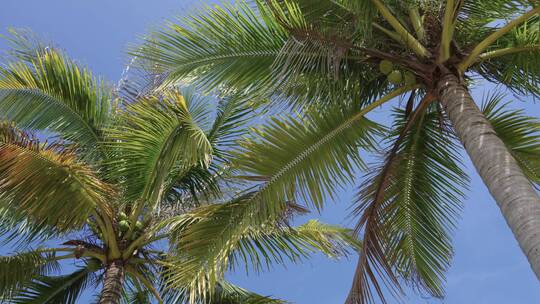 阳光椰子树椰林
