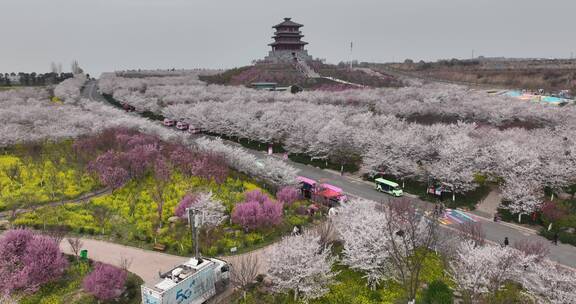 孤柏渡飞黄旅游区樱花园鲜花盛开