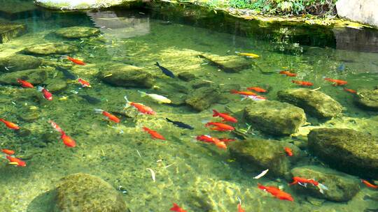4K济南趵突泉公园意境轻盈游动的锦鲤鱼群视频素材模板下载