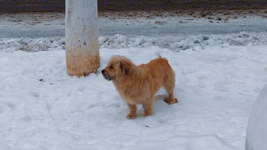 雪地里的一只黄毛小狗
