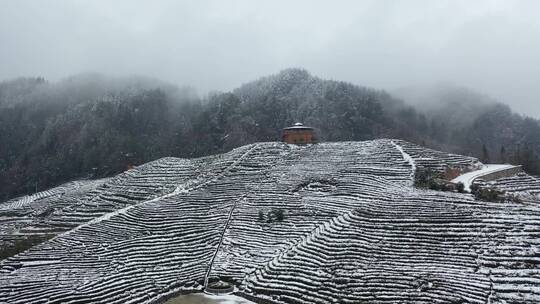 航拍茶园冬季雪景冰雪覆盖洁白世界