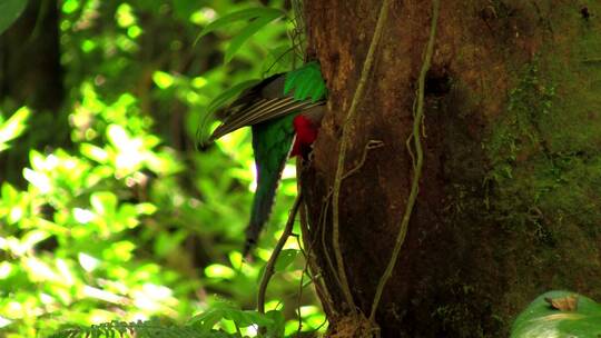 鹦鹉在哥斯达黎加雨林的巢穴里