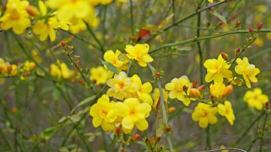 早春迎春花清明花小黄花花簇花瓣花蕊花朵