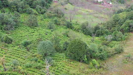 茶树茶山茶园高清4k航拍素材