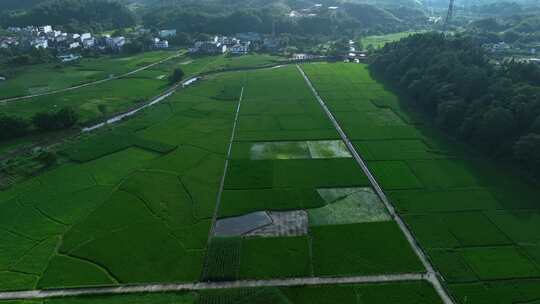 水稻稻田视频素材模板下载