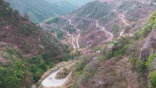 杭州建德八亩丘山野樱花盘山公路航拍