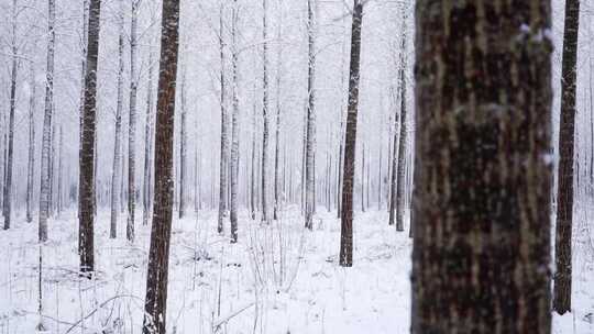 移摄冬天树林里雪花飘飞