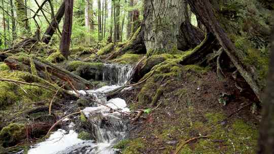 原始森林里的小溪