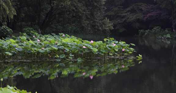 杭州西湖中式园林初夏细雨荷叶曲院风荷