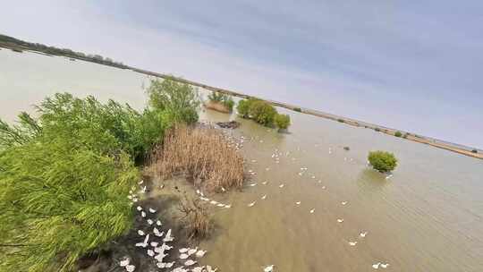 穿越机航拍邵伯湖湖泊河岸滩地家禽鹅群