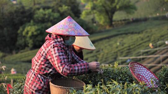 龙井茶，采茶