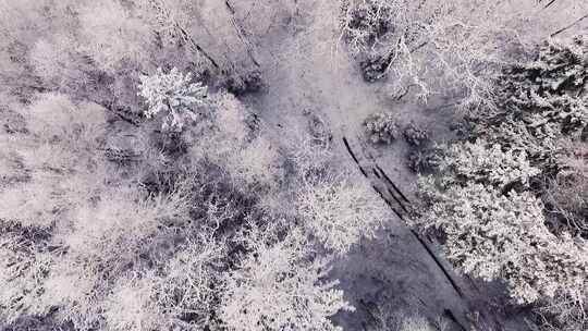 无人机上帝视角俯拍冬天白雪覆盖的森林