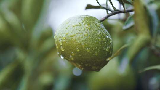 雨后青桔表皮水珠