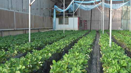 草莓园 农田 农业作物 水果 绿色植物 温室