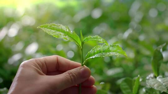 绿茶茉莉花茶视频素材模板下载