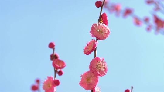 春季红色梅花景观