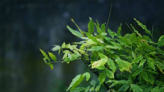 雨滴打在树叶上