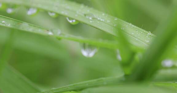 绿植叶子上的露珠水珠雨珠特写