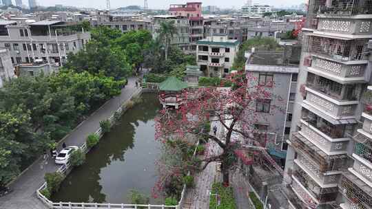 中国广东省广州市海珠区黄埔村木棉花