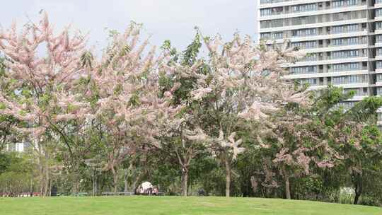 泰国樱花、花旗木