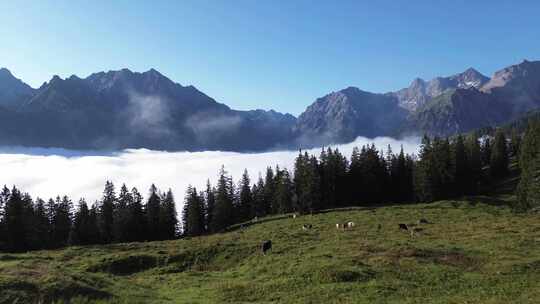 奥地利阿尔卑斯山景观中吃草的奶牛鸟瞰图。