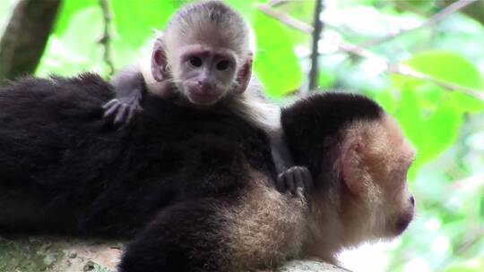 一只卷尾猴带着小猴四处张望