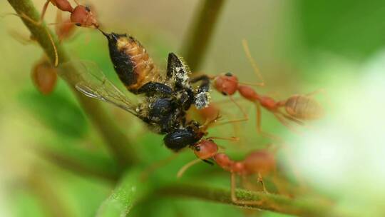 红色蚂蚁吃死苍蝇