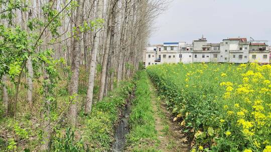 农村风景实拍