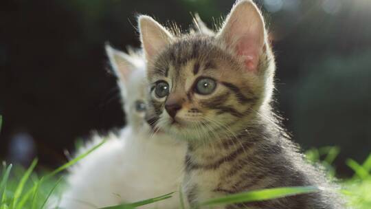 草地上的两只小猫小奶猫幼崽猫咪