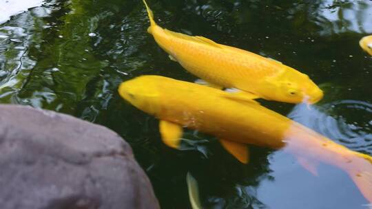 金鱼在水中游动